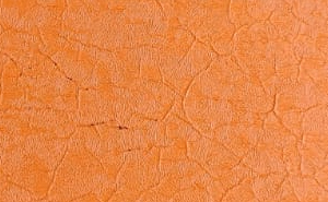 Alligator light Orange